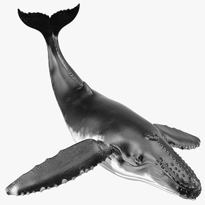 Humpback Whale Pose 2