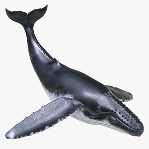 humpback whale pose 2 3d 3ds