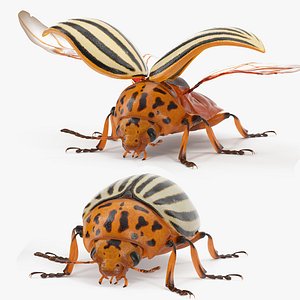 3D colorado potato beetle rigged model