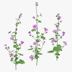 common mallow plants set 3D