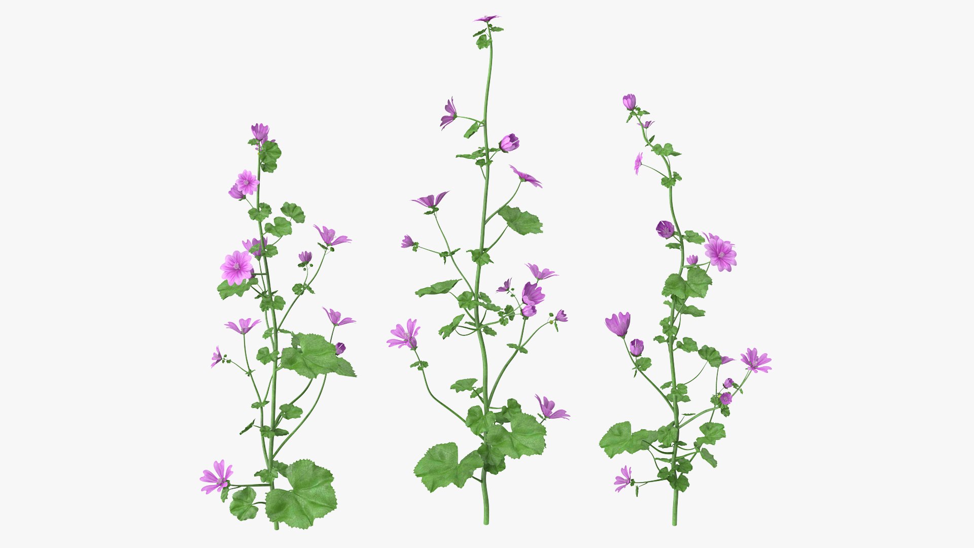 Common Mallow Plants Set 3D model preview