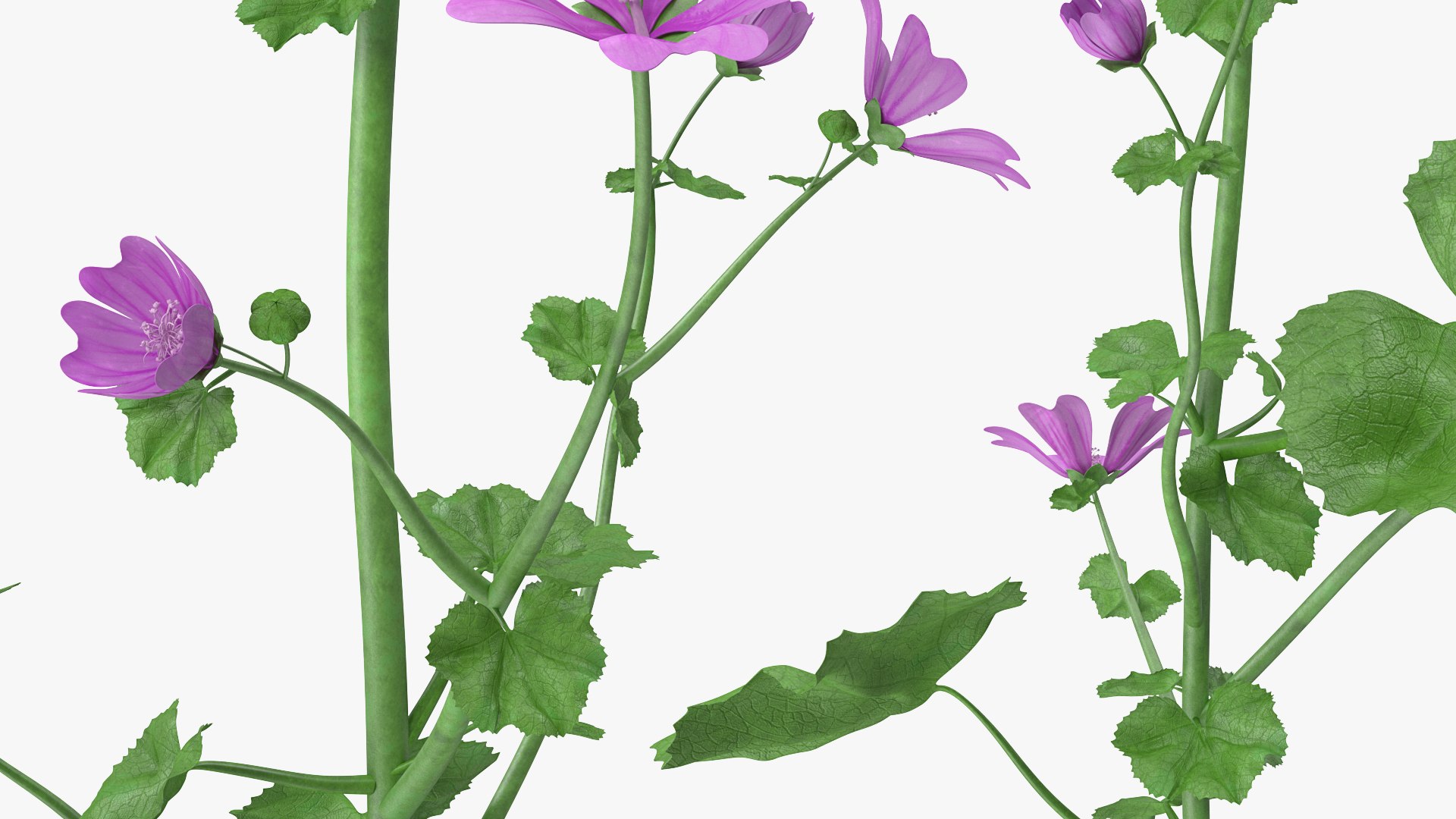 Common Mallow Plants Set 3D - TurboSquid 1619510