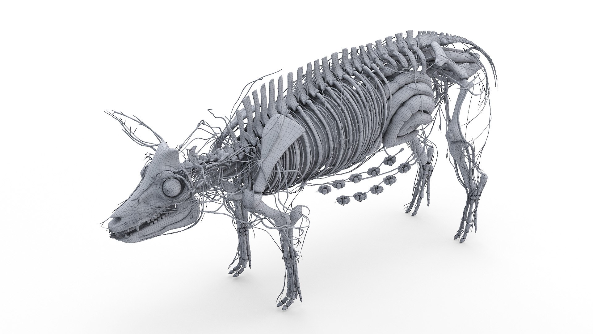 3D model Full Pig Anatomy Static https://p.turbosquid.com/ts-thumb/i0/9hYArd/Vh/2021_pig_anatomy_wire_anatomy2f0003/jpg/1625066554/1920x1080/fit_q87/db6f80e59ef77625b48ce74ec664e00906702f88/2021_pig_anatomy_wire_anatomy2f0003.jpg