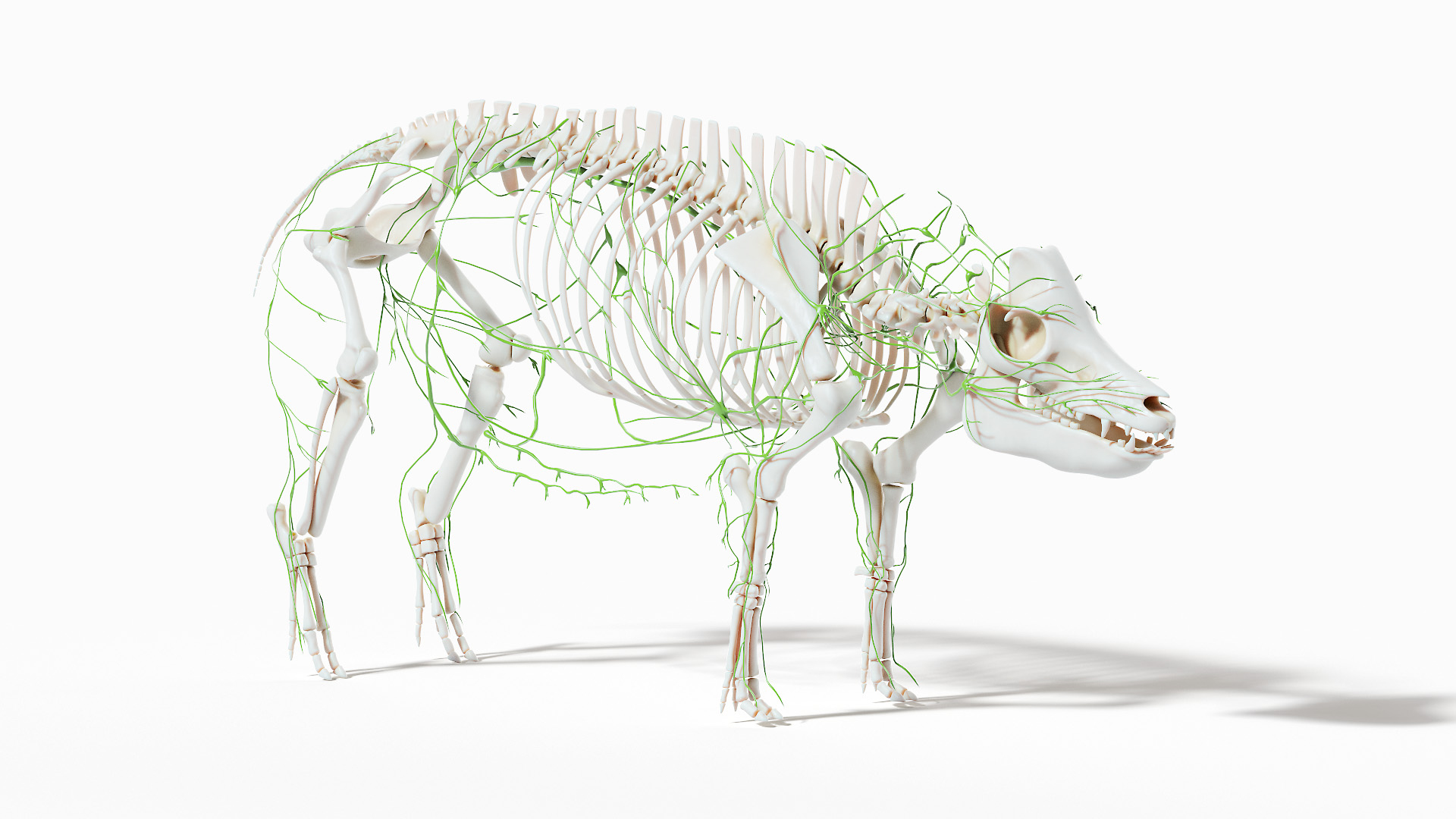 3D model Full Pig Anatomy Static https://p.turbosquid.com/ts-thumb/i0/9hYArd/dW/pig_anatomy_anatomy_skeleton_lymphatic/jpg/1623833002/1920x1080/turn_fit_q99/918079fc36c43ee420a240ec76f5a56f211edfed/pig_anatomy_anatomy_skeleton_lymphatic-1.jpg