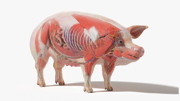 3D model Full Pig Anatomy Static - TurboSquid 1753654