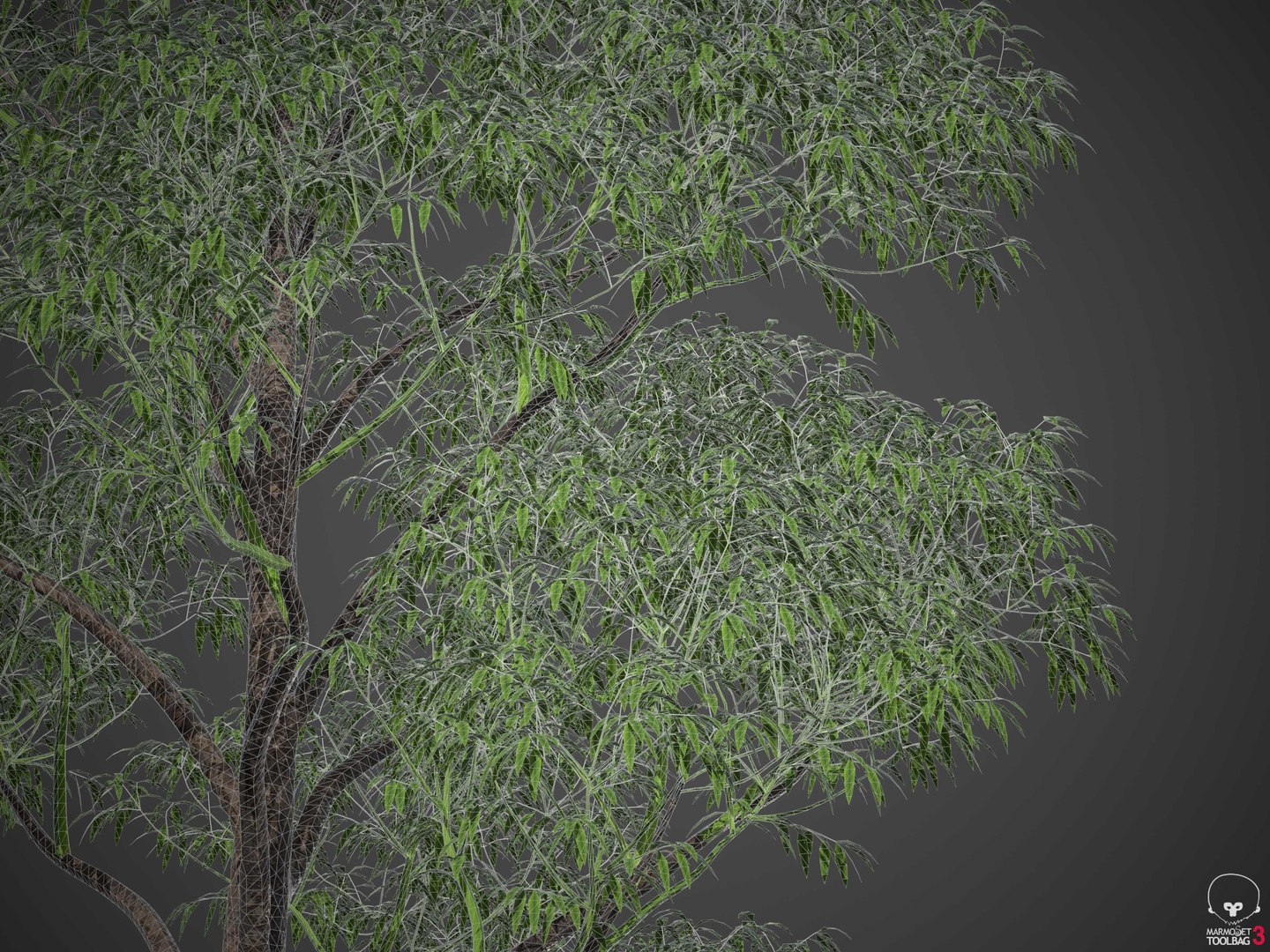 XfrogPlants Spotted Gum - Corymbia Maculata 3D https://p.turbosquid.com/ts-thumb/i0/INJXVH/sn/wireframe2/jpg/1620425294/1920x1080/fit_q87/c5adaf56f23422a0fc97659fb54d00f28ff59daa/wireframe2.jpg