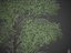 XfrogPlants 斑点胶 - Corymbia Maculata