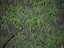 XfrogPlants 斑点胶 - Corymbia Maculata