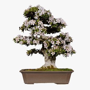 Satsuki Azalea White Rhododendron Indicum Bonsai Tree Remastered 3D model