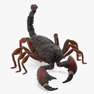 3D Realistic Scorpion Strikes Animated Rigged for Maya model