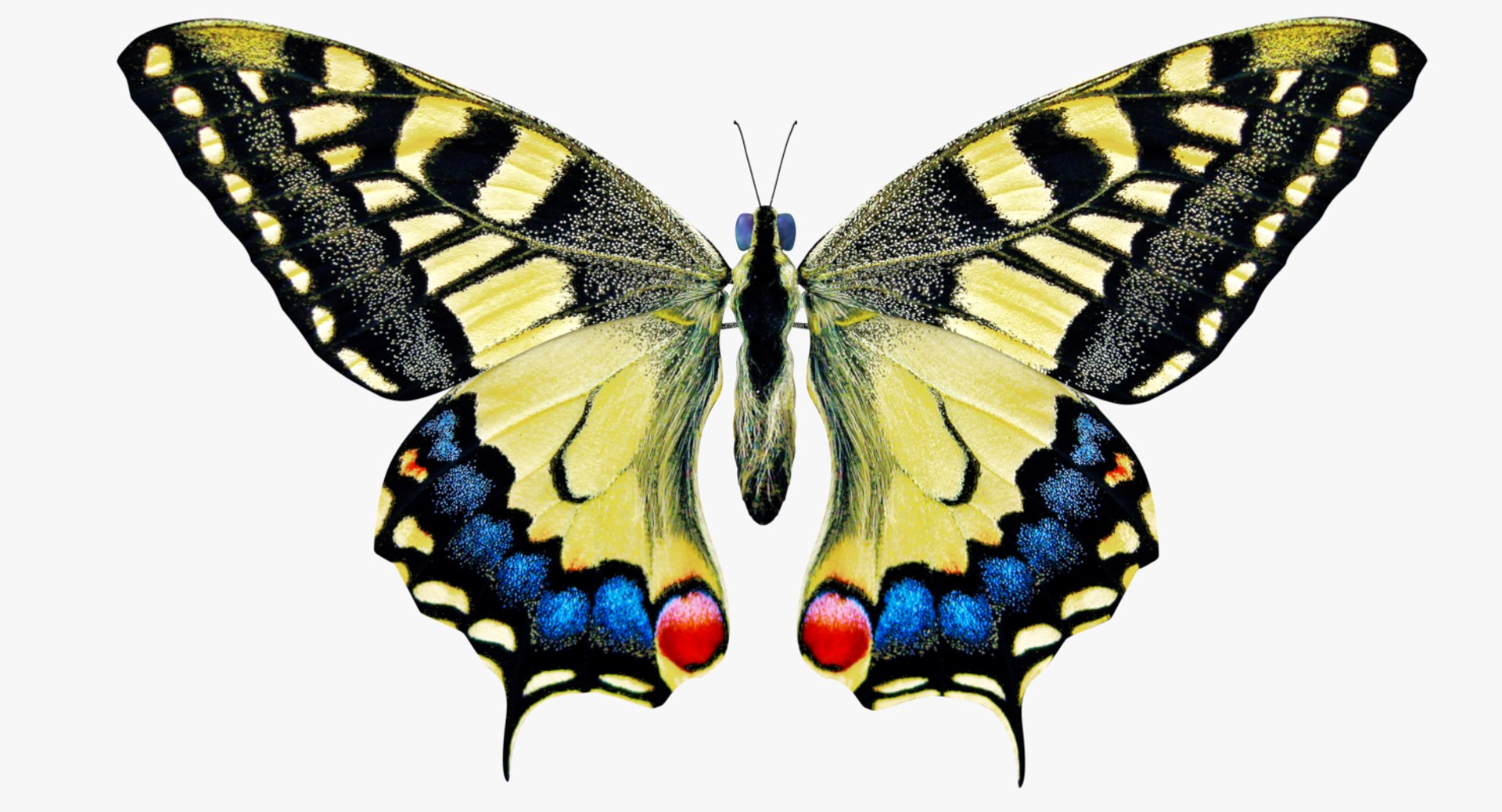 3D model papilio machaon butterfly https://p.turbosquid.com/ts-thumb/i0/puLjj2/DA4ck985/000/png/1530051685/1920x1080/fit_q87/ae9d203c389250e0205989e6c52540ce7b6407f5/000.jpg