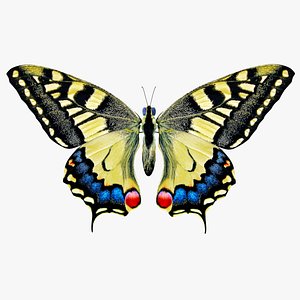 3D model papilio machaon butterfly