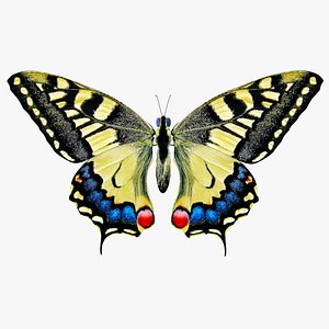 Papilio Machaon Butterfly