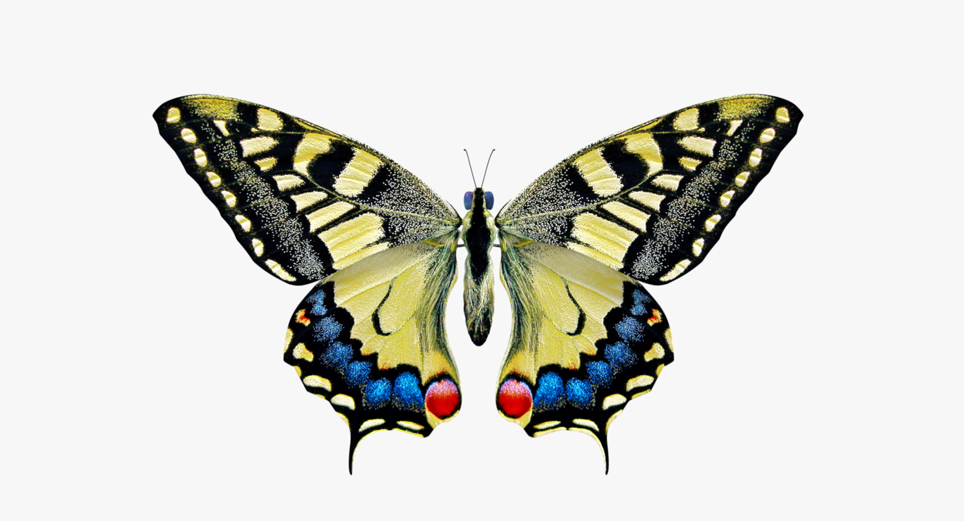 3D model papilio machaon butterfly https://p.turbosquid.com/ts-thumb/i0/puLjj2/mjF6MiD2/butterfly.png/png/1530051797/1920x1080/turn_fit_q99/ca839f1074ac4ec078300faeaa9c81017cbf4498/butterfly.png-1.jpg