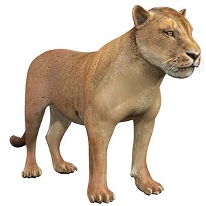 Lioness Lowpoly Rig 3D model