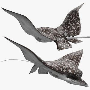 Spotted Eagle Ray Feeding Animated Rigged For Maya