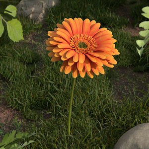 Blooming Gerbera Waving Animated Rigged For Blender