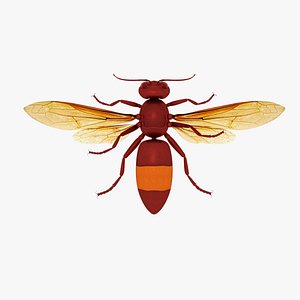hornet model