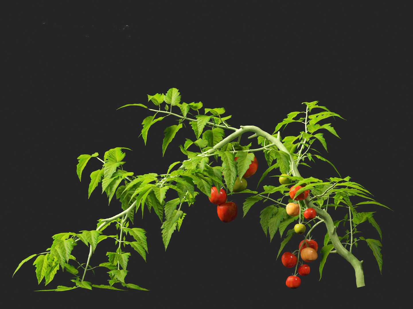 solanum lycopersicum - Tomato 3D model https://p.turbosquid.com/ts-thumb/i1/T49gsj/1y/solanumlycopersicum0119/jpg/1697723976/1920x1080/fit_q87/d2e2f90428f92505abcf680f436d0a7a2d98d5c1/solanumlycopersicum0119.jpg