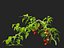 solanum lycopersicum - Tomato