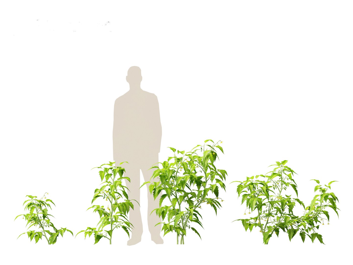 solanum lycopersicum - Tomato 3D model https://p.turbosquid.com/ts-thumb/i1/T49gsj/2e/solanumlycopersicum016/jpg/1697723959/1920x1080/fit_q87/36cf56f9fa0a356bc0fbc8ebb60aebfe80048782/solanumlycopersicum016.jpg