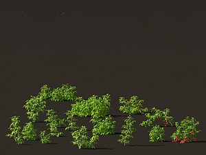 solanum lycopersicum - Tomato