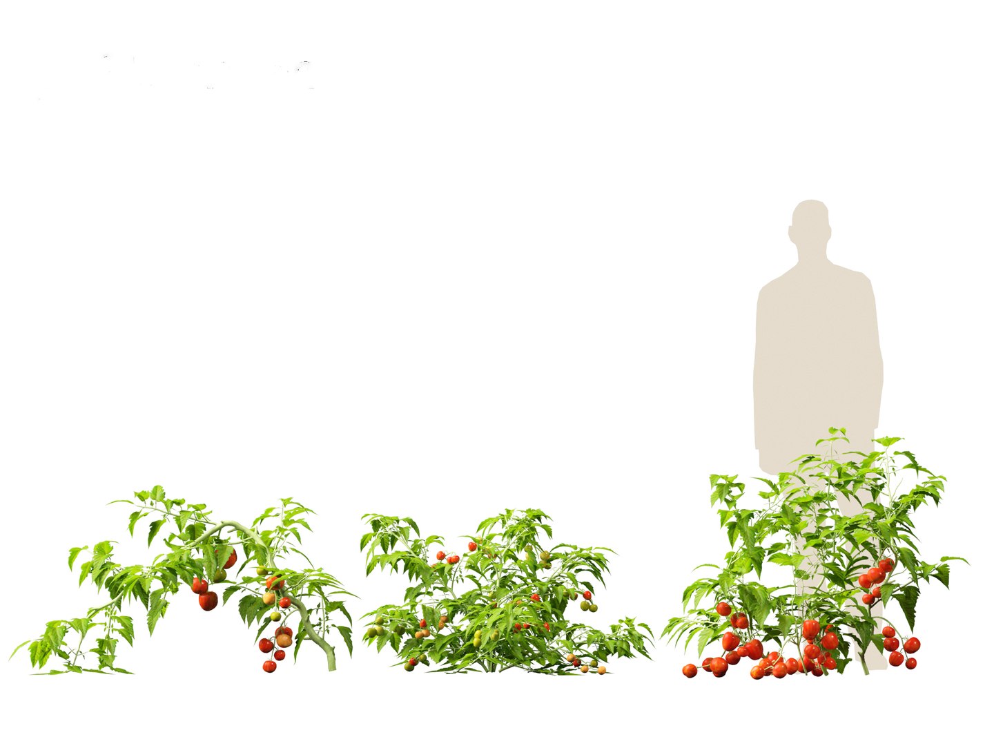 solanum lycopersicum - Tomato 3D model https://p.turbosquid.com/ts-thumb/i1/T49gsj/70/solanumlycopersicum0114/jpg/1697723972/1920x1080/fit_q87/86d0a5c1d8c6a1d849f64ec3d3a203a354260a13/solanumlycopersicum0114.jpg