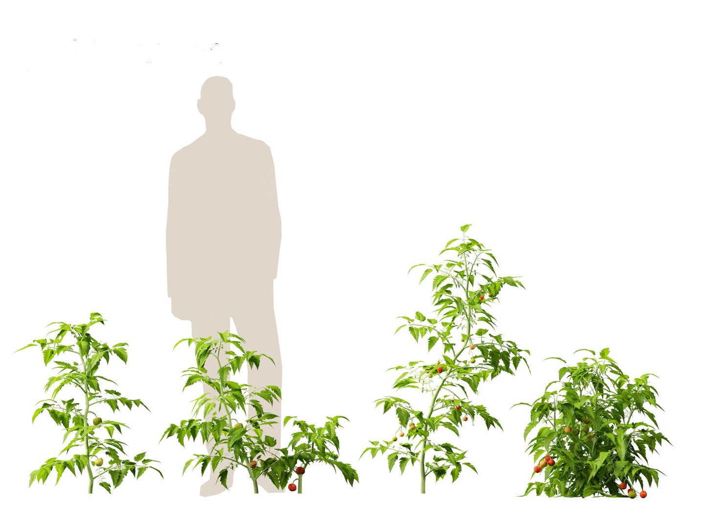 solanum lycopersicum - Tomato 3D model https://p.turbosquid.com/ts-thumb/i1/T49gsj/Cd/solanumlycopersicum0110/jpg/1697723966/1920x1080/fit_q87/e27f421401abfb9f3ccd476bb48eaa4e5b74c883/solanumlycopersicum0110.jpg