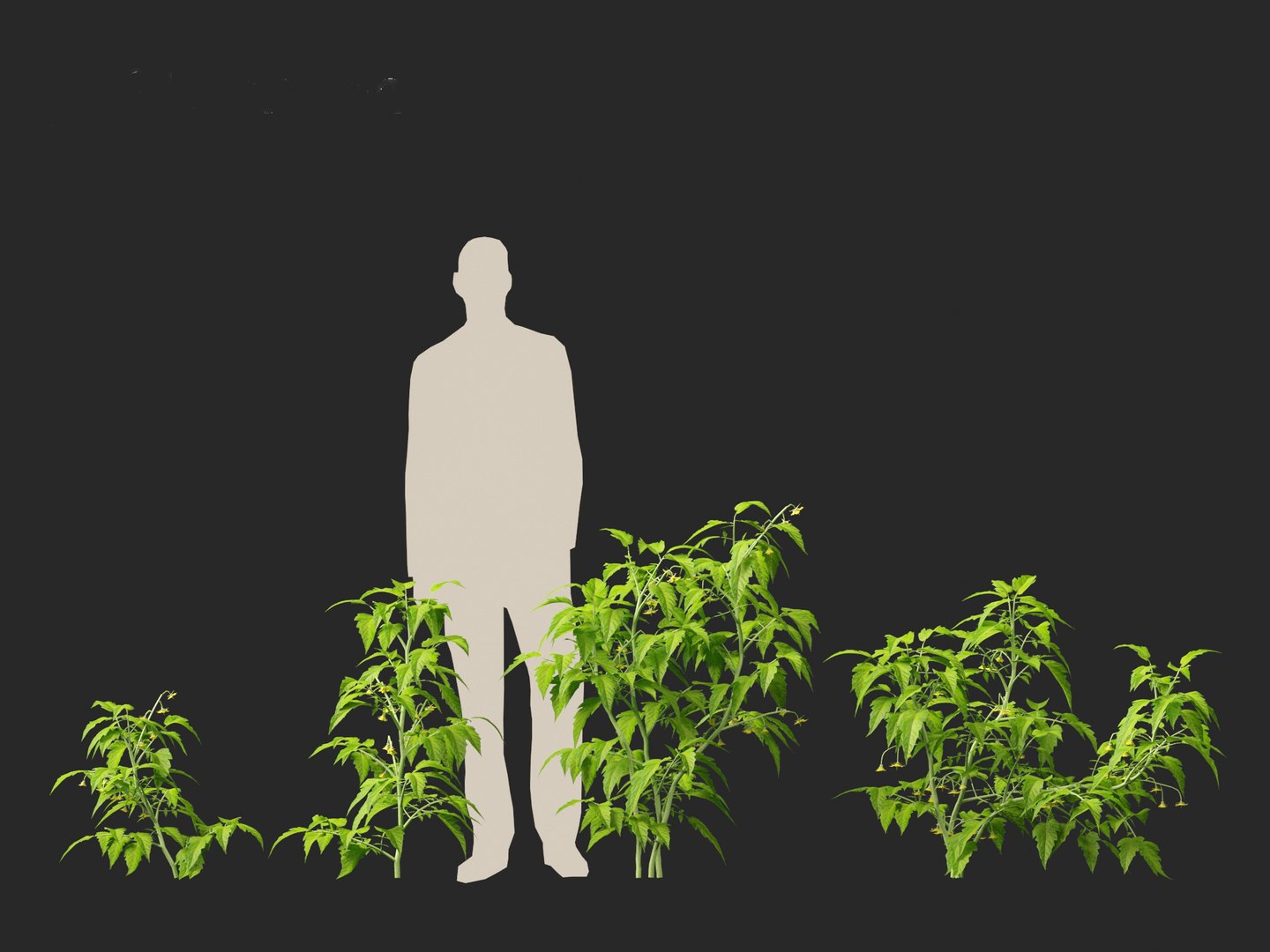 solanum lycopersicum - Tomato 3D model https://p.turbosquid.com/ts-thumb/i1/T49gsj/Ka/solanumlycopersicum015/jpg/1697723958/1920x1080/fit_q87/d1fb17b97e61b2dbb90a702b72e714f68bd8f638/solanumlycopersicum015.jpg