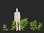 solanum lycopersicum - Tomato