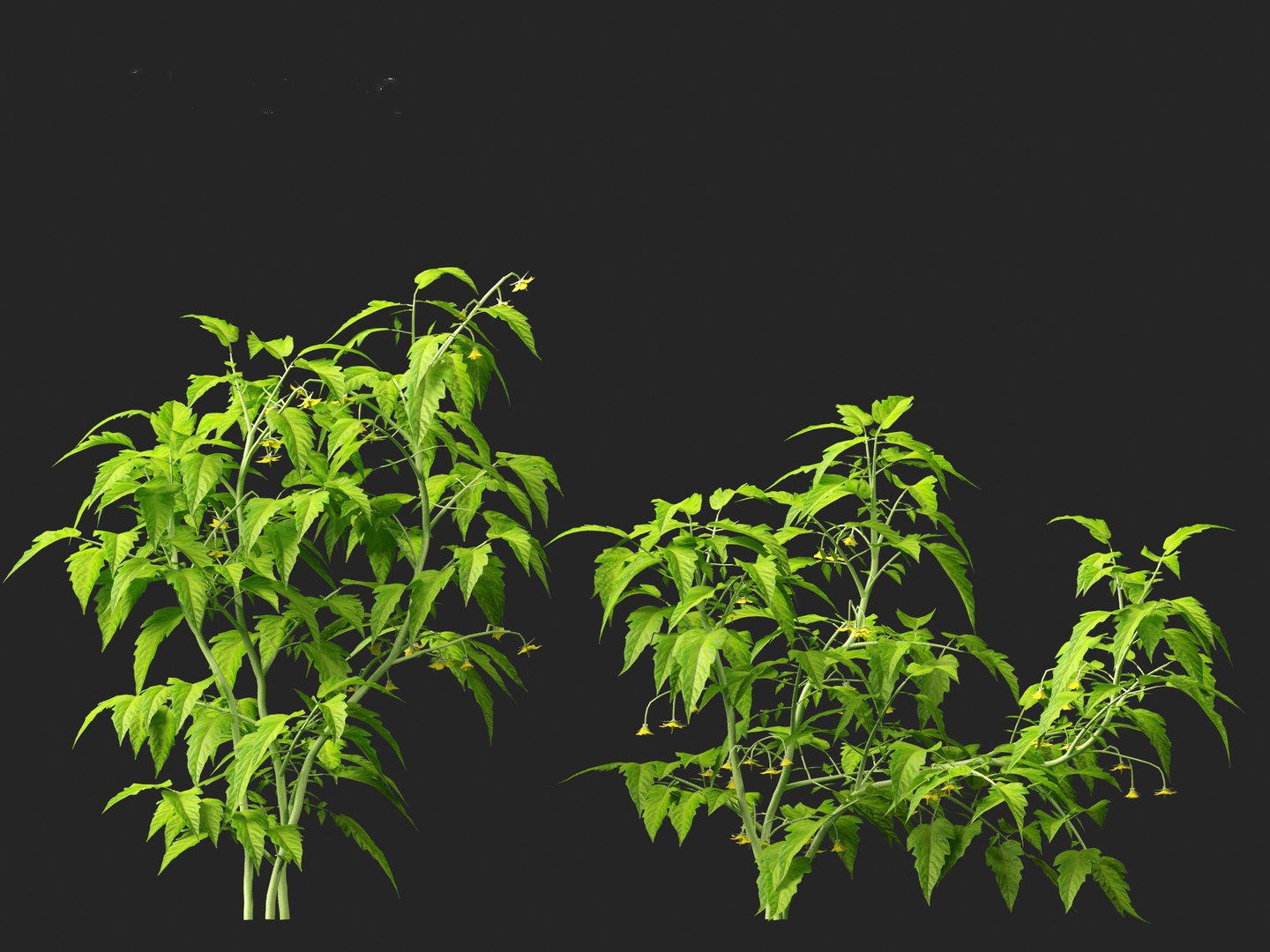 solanum lycopersicum - Tomato 3D model https://p.turbosquid.com/ts-thumb/i1/T49gsj/Kg/solanumlycopersicum0118/jpg/1697723975/1920x1080/fit_q87/0a2ff5b67607d404455e09556e30636a3f00a7dc/solanumlycopersicum0118.jpg