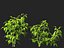 solanum lycopersicum - Tomato