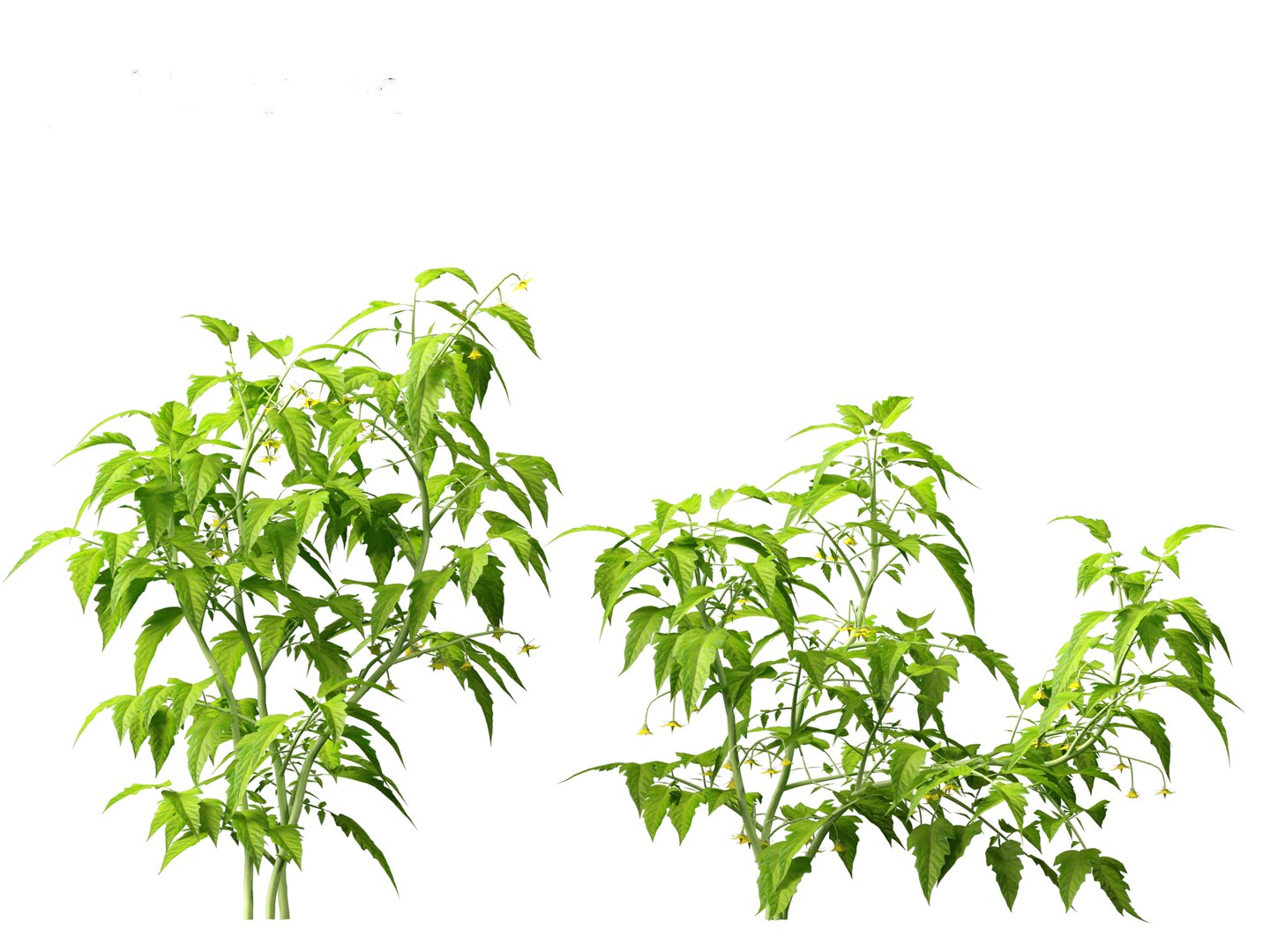 solanum lycopersicum - Tomato 3D model https://p.turbosquid.com/ts-thumb/i1/T49gsj/Qf/solanumlycopersicum0117/jpg/1697723974/1920x1080/fit_q87/a96da0d29e5b899e56b9862d020b6cb6f79e99b6/solanumlycopersicum0117.jpg