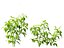 solanum lycopersicum - Tomato