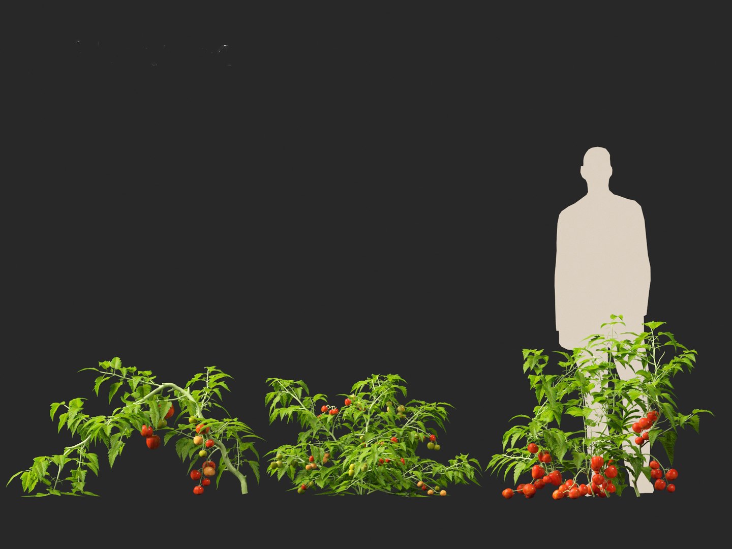 solanum lycopersicum - Tomato 3D model https://p.turbosquid.com/ts-thumb/i1/T49gsj/Re/solanumlycopersicum0113/jpg/1697723970/1920x1080/fit_q87/70ae183f25c56dd5c23edaac451335f3a96fdce9/solanumlycopersicum0113.jpg