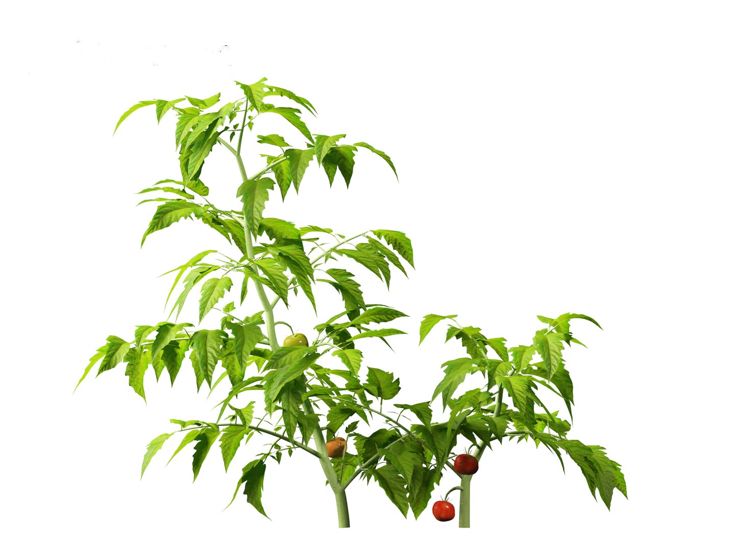 solanum lycopersicum - Tomato 3D model https://p.turbosquid.com/ts-thumb/i1/T49gsj/S8/solanumlycopersicum0115/jpg/1697723972/1920x1080/fit_q87/f178df488f527e778c9bee4505d9b453836e5ded/solanumlycopersicum0115.jpg