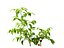 solanum lycopersicum - Tomato