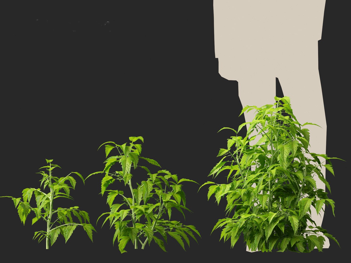 solanum lycopersicum - Tomato 3D model https://p.turbosquid.com/ts-thumb/i1/T49gsj/Xx/solanumlycopersicum014/jpg/1697723957/1920x1080/fit_q87/46193c6332a8c253920e9fd85a75b9f54817bc1f/solanumlycopersicum014.jpg