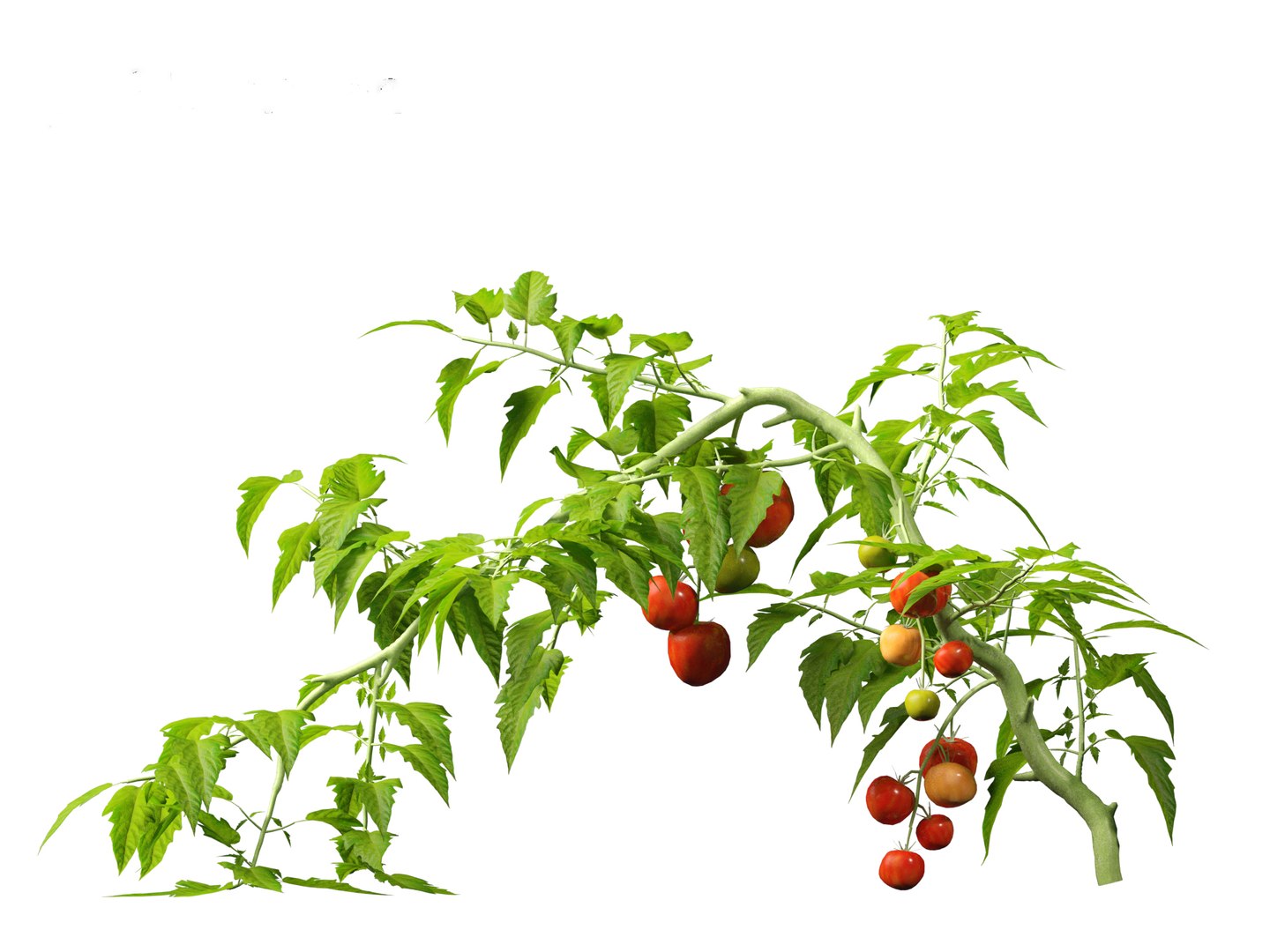 solanum lycopersicum - Tomato 3D model https://p.turbosquid.com/ts-thumb/i1/T49gsj/eM/solanumlycopersicum0120/jpg/1697723978/1920x1080/fit_q87/c5d8465b01f24044958d8cb79ed44fb01749da04/solanumlycopersicum0120.jpg