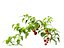 solanum lycopersicum - Tomato