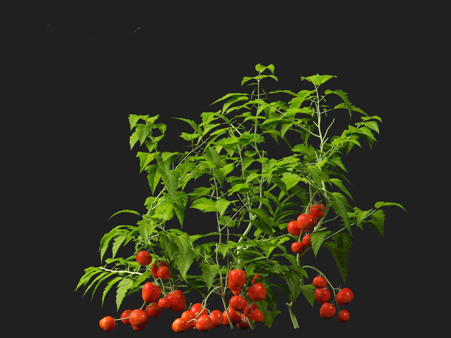 solanum lycopersicum - Tomato 3D model https://p.turbosquid.com/ts-thumb/i1/T49gsj/ht/solanumlycopersicum0122/jpg/1697723980/1920x1080/fit_q87/b2d43baeb7f32ac943f2f72ff43b401325a4d52b/solanumlycopersicum0122.jpg