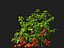 solanum lycopersicum - Tomato