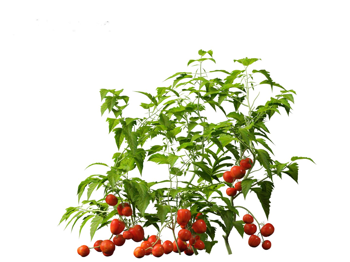 solanum lycopersicum - Tomato 3D model https://p.turbosquid.com/ts-thumb/i1/T49gsj/kg/solanumlycopersicum0121/jpg/1697723979/1920x1080/fit_q87/1cc9a81fa6a12493b1b05c5aa201c53db3073bb9/solanumlycopersicum0121.jpg