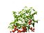 solanum lycopersicum - Tomato