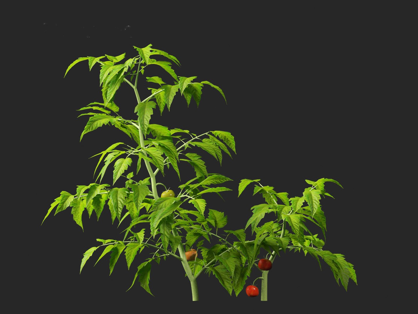 solanum lycopersicum - Tomato 3D model https://p.turbosquid.com/ts-thumb/i1/T49gsj/mI/solanumlycopersicum0116/jpg/1697723973/1920x1080/fit_q87/00efc4e7d0ced92bf9f0c058fbdcf2ab39aafd67/solanumlycopersicum0116.jpg