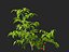 solanum lycopersicum - Tomato