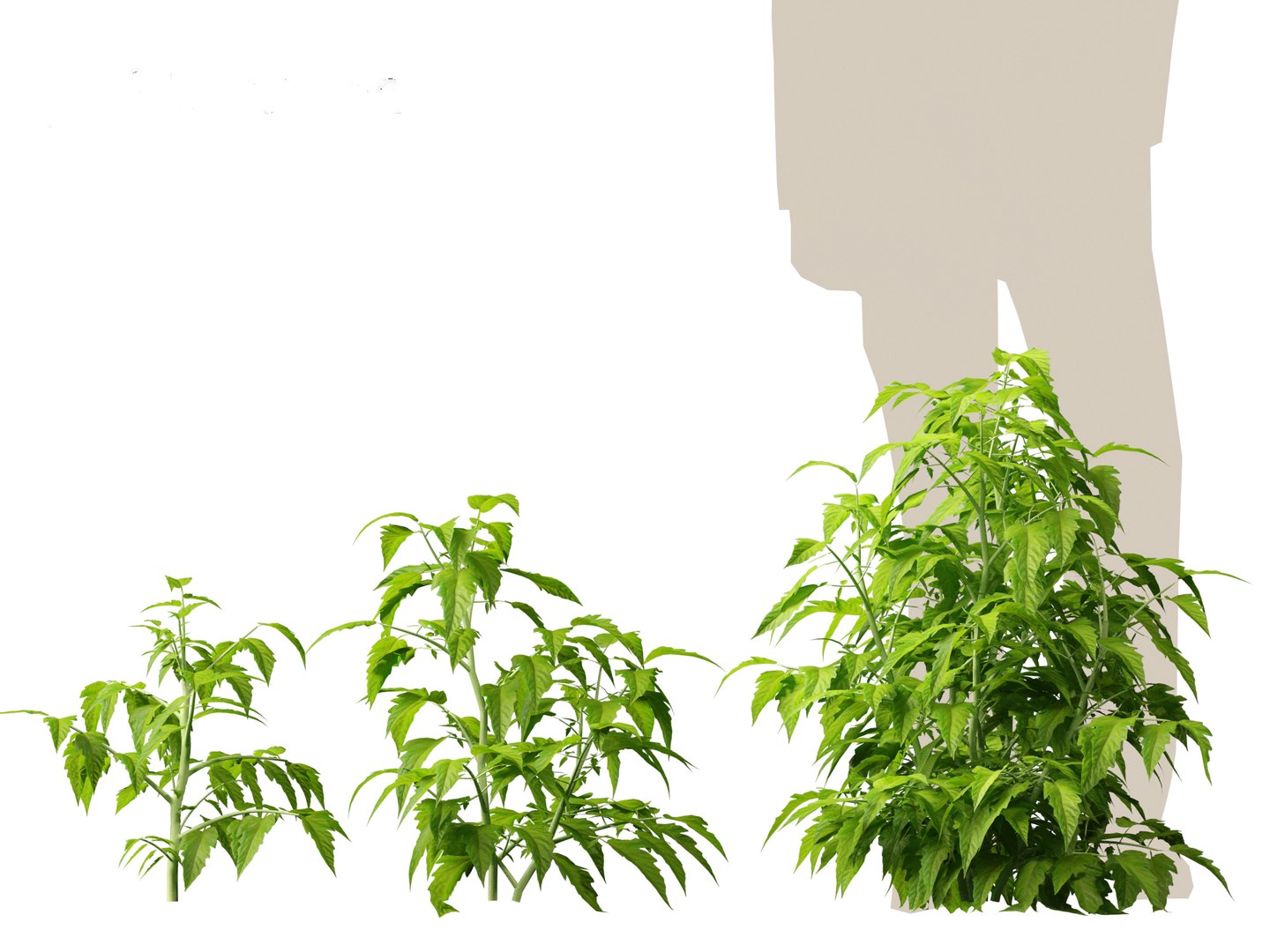 solanum lycopersicum - Tomato 3D model https://p.turbosquid.com/ts-thumb/i1/T49gsj/tG/solanumlycopersicum013/jpg/1697723956/1920x1080/fit_q87/348ee46d5db23144330cf581e42ef2eeabe739c0/solanumlycopersicum013.jpg