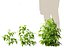 solanum lycopersicum - Tomato
