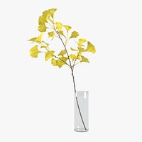 Ginkgo stem