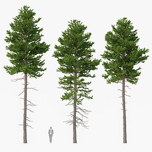 Picea Abies Set 4 - 3 in 1 model